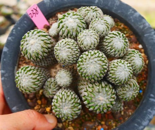 Pelecyphora aselliformis