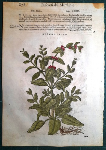 Stampa antica mattioli - stampa,