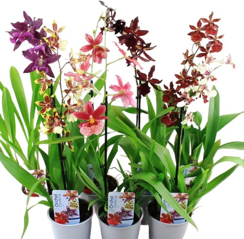 Piante orchidee interno - di, da