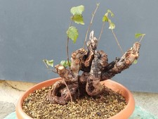 Pre-Bonsai Di Ulmus Minore