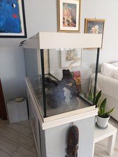 Juwel Rio 240 Acquario -