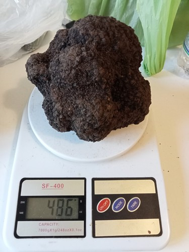 500 tartufo nero - gr, aestivum