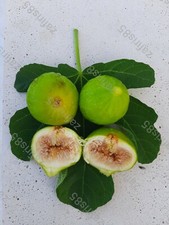 1 x Fico "Gentile Bianco"