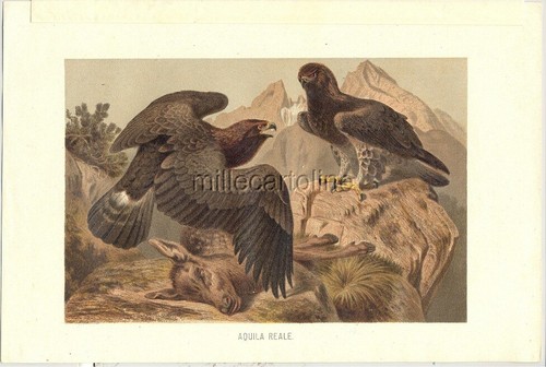 Litografia colori aquila - a,