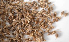 Anice Verde Semi Frutti Interi