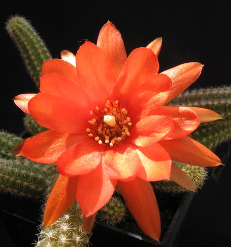 Chamaecereus silvestrii 10cm - chamaecereus,