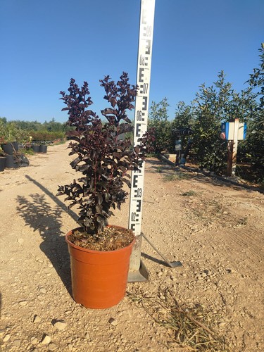 Lagerstroemia black diamond - black,