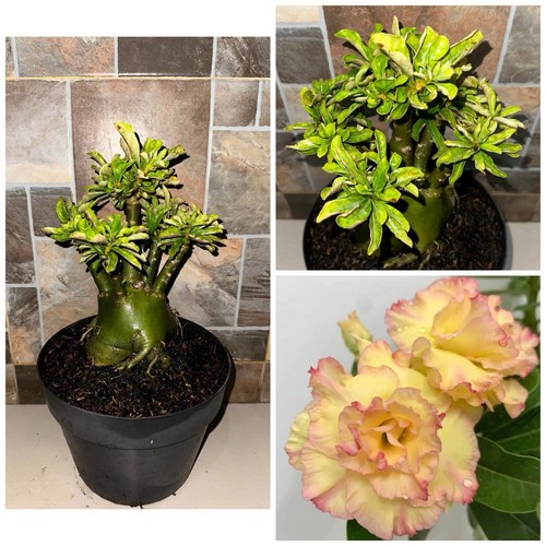 Raro bonsai adenium obesum - bonsai, di