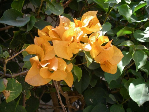 Bougainvillea lady mary - mary, baring
