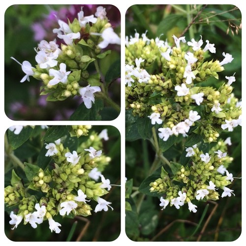Origano greco origanum hirtum - origano,