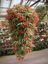 BEGONIA BOLIVIENSIS RED, 10