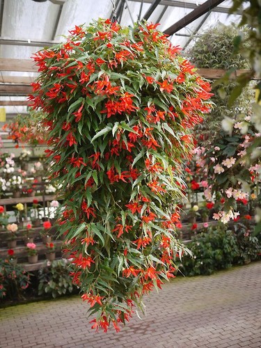 Begonia boliviensis red - begonia, 10