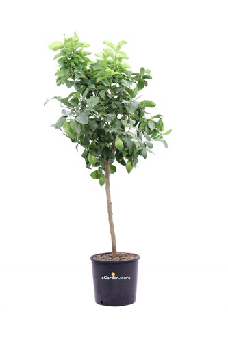 Pianta limone lunario 4 - di,