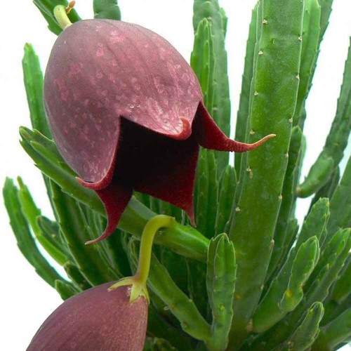 Stapelia leendertziae - ,