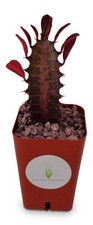 Euphorbia Trigona (Red Baron)