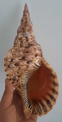 Curiosité taxidermie - curiosité,