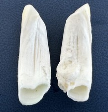 COPPIA DI ZANNE DI CINGHIALE