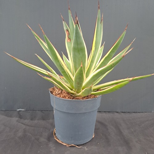 Agave snow glow - agave, glow"