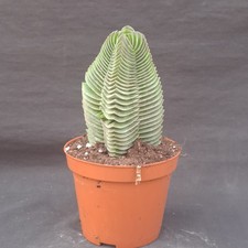 Crassula cv. "Buddha's temple"