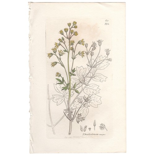 Sowerby botanica inglese - inglese, 1838