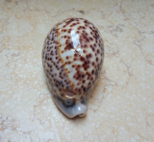 Cypraea pantherina rosso - f,