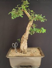 PRE BONSAI ESEMPLARE DI QUERCIA DA SUGHERO