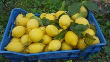 Limoni Biologici 100% Naturali