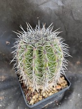 CARNEGIA GIGANTEA (SAGUARO) -
