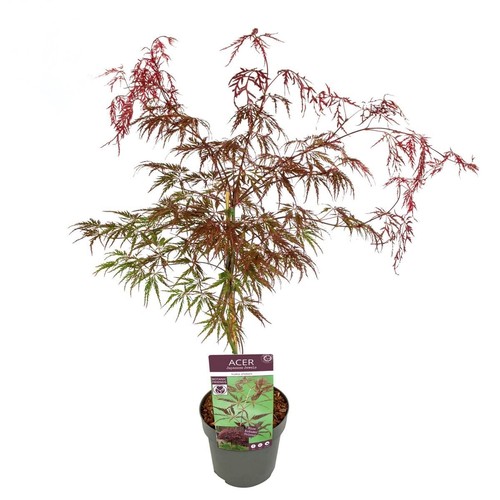 Acero rosso giapponese - rosso,