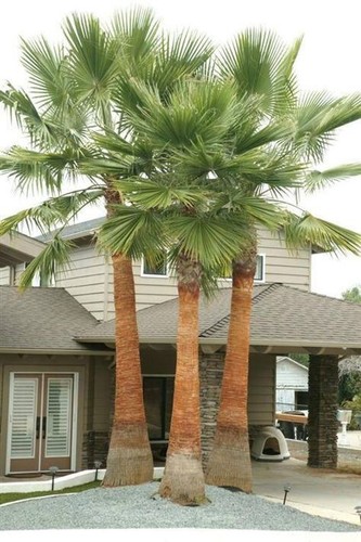 000 semillas palmera - semillas, de