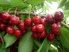 Pianta di Ciliegio: varietà