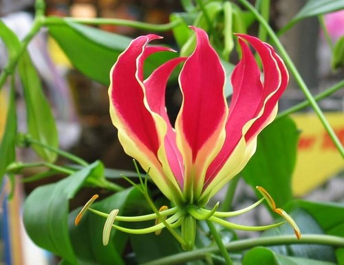 Gloriosa rothschildiana - 50,