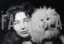 Foto vintage Gatti, 1960, Francia, Gatto Persiano bianco, Stampa 18 x 13 cm