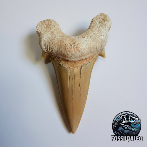 Autentico fossile lignaggio - autentico,