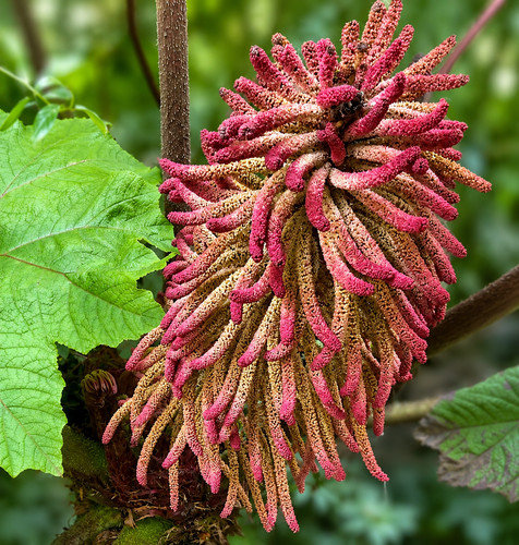 Gunnera insignis seeds - insignis,