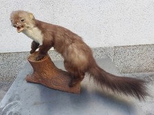 Faina imbalsamata tassidermia