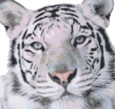 SCHEMA SCHEMI PUNTO CROCE RICAMO QUADRO TIGRE BIANCA