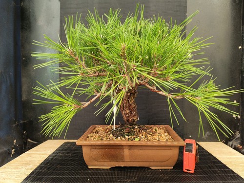 Bonsai pino nero - bonsai,
