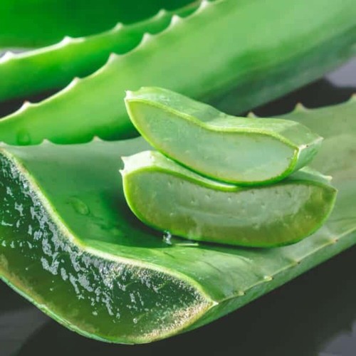 Aloe vera - aloe,
