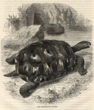 1869= TARTARUGA GIGANTE = Rettili = Antica Stampa = Old ENGRAVING 