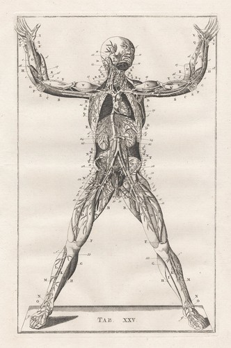 Scheletro umano eustachio - umano,