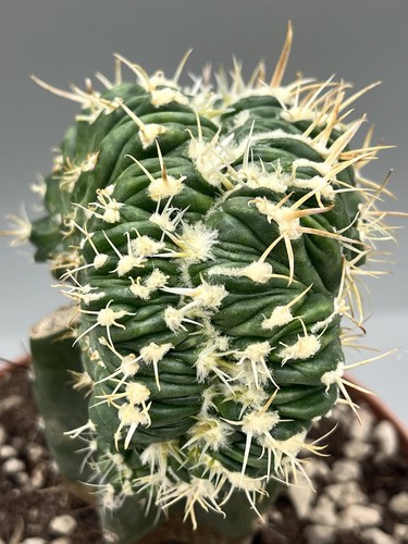 Echinocactus texensis - , cv