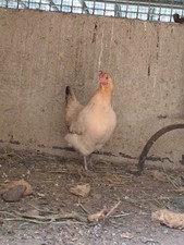 10 Uova di gallina 100% razze