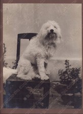 Cane barboncino seduto su una