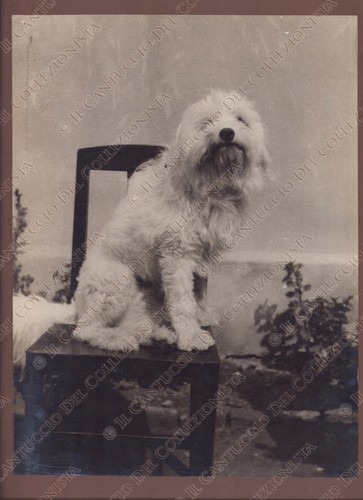 Cane barboncino seduto una - seduto, su