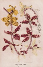 Vanda Lowii Orchid Borneo