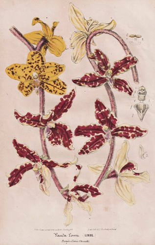 Vanda lowii orchidea - lowii,