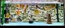 SFONDO ACQUARIO 3D PER GIOIELLO RIO 125 DECORAZIONE ACQUARIO ROCCIA RADICE 78x42cm