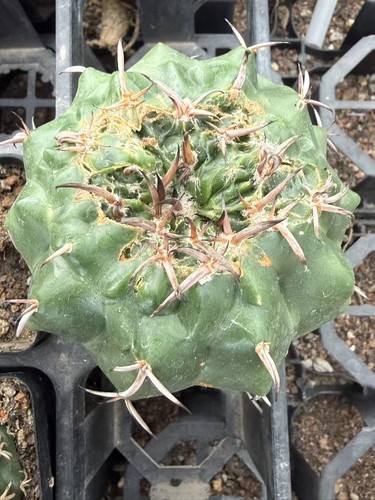 Discocactus ferricola