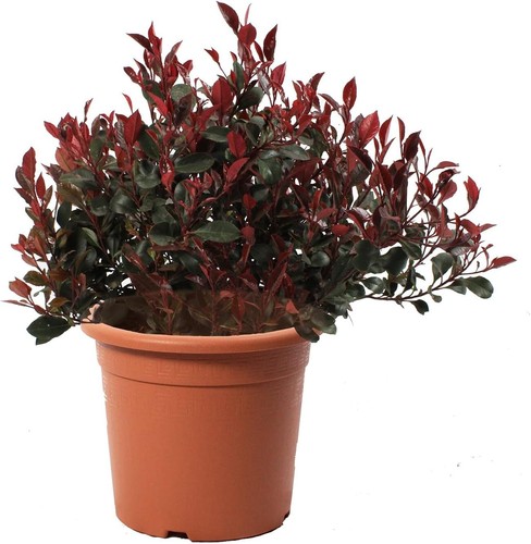 Photinia little red - photinia,